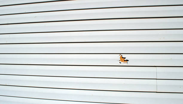 Best Historical Building Siding Restoration  in Albany, LA